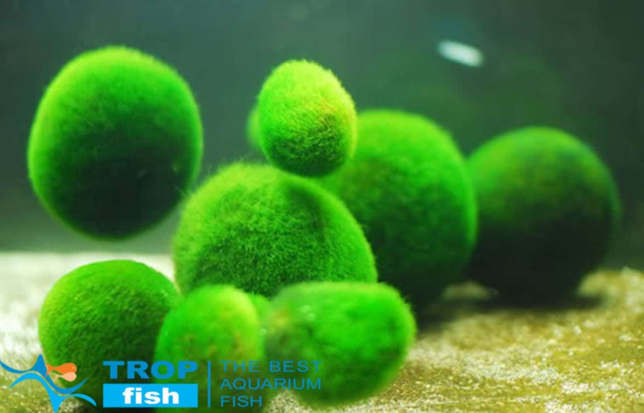 Маримо водоросль