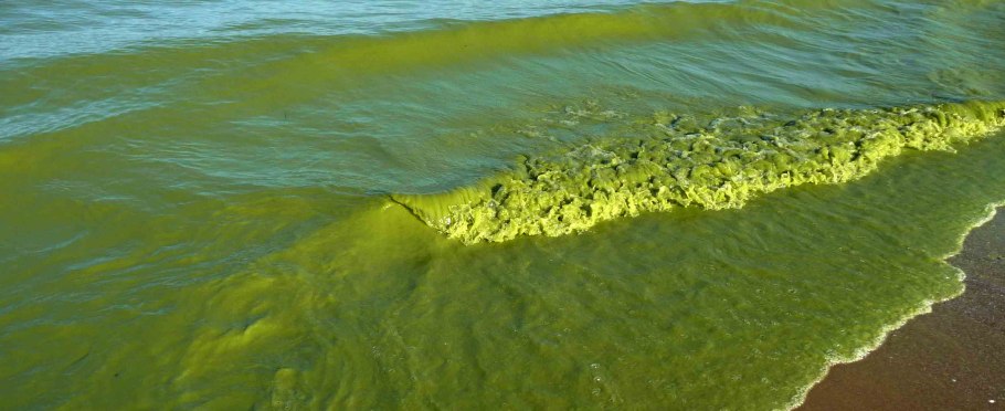 Хризофитовые водоросли