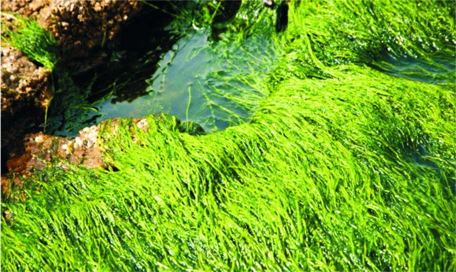 Зеленые водоросли спирогира