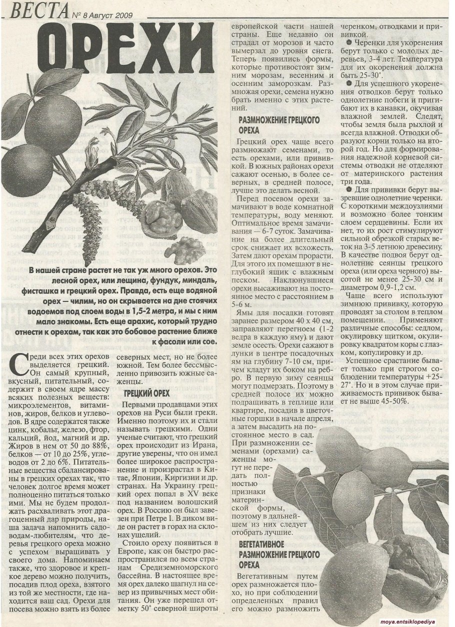 Саженцы грецкого ореха