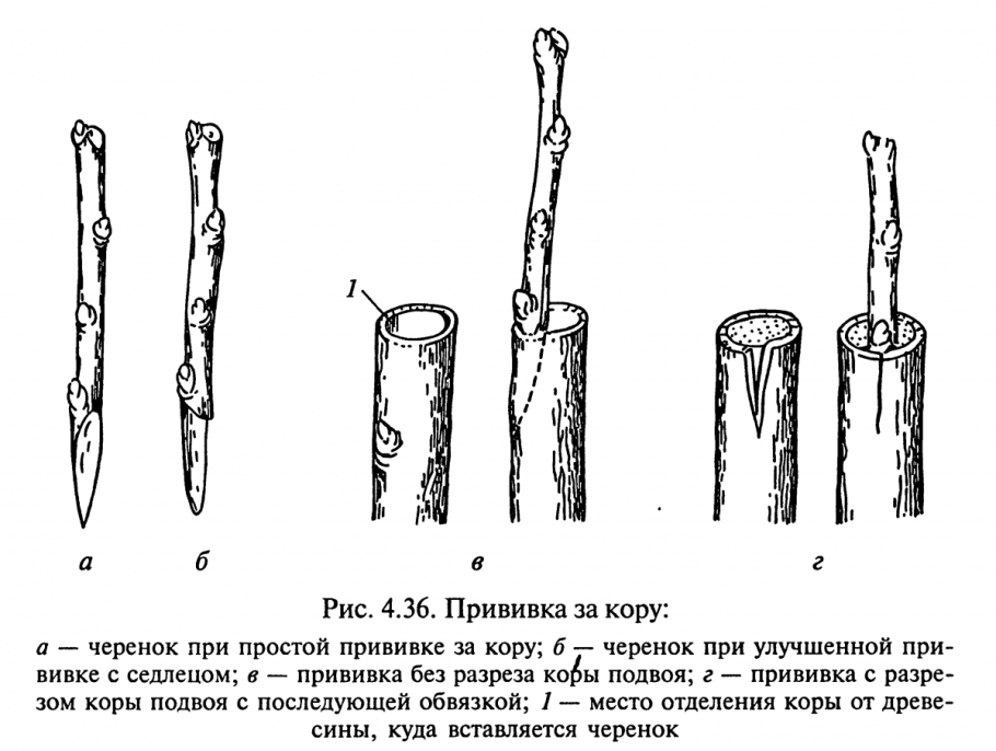 Грецкий орех растение