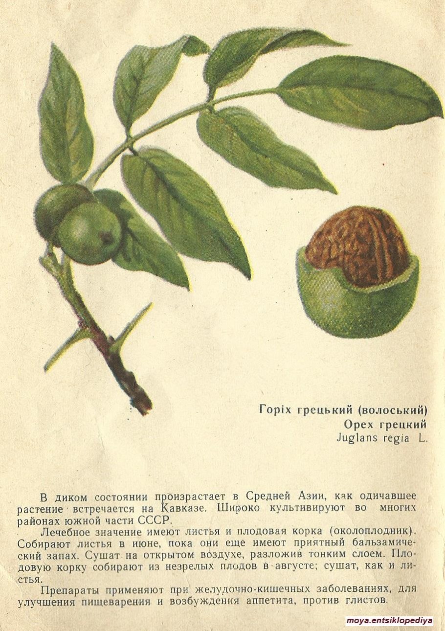 Высота саженца грецкого ореха