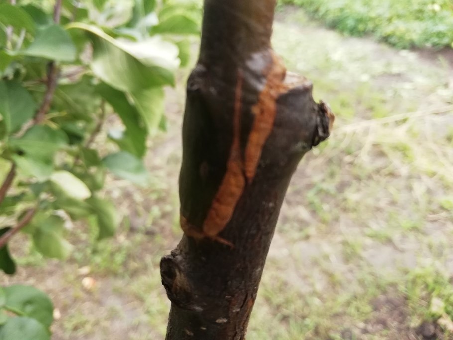Улучшенная копулировка черешни