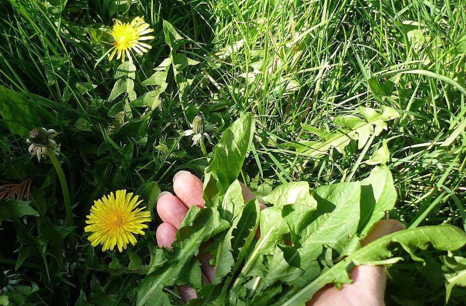 Одуванчик лекарственный- Taraxacum officinale web.