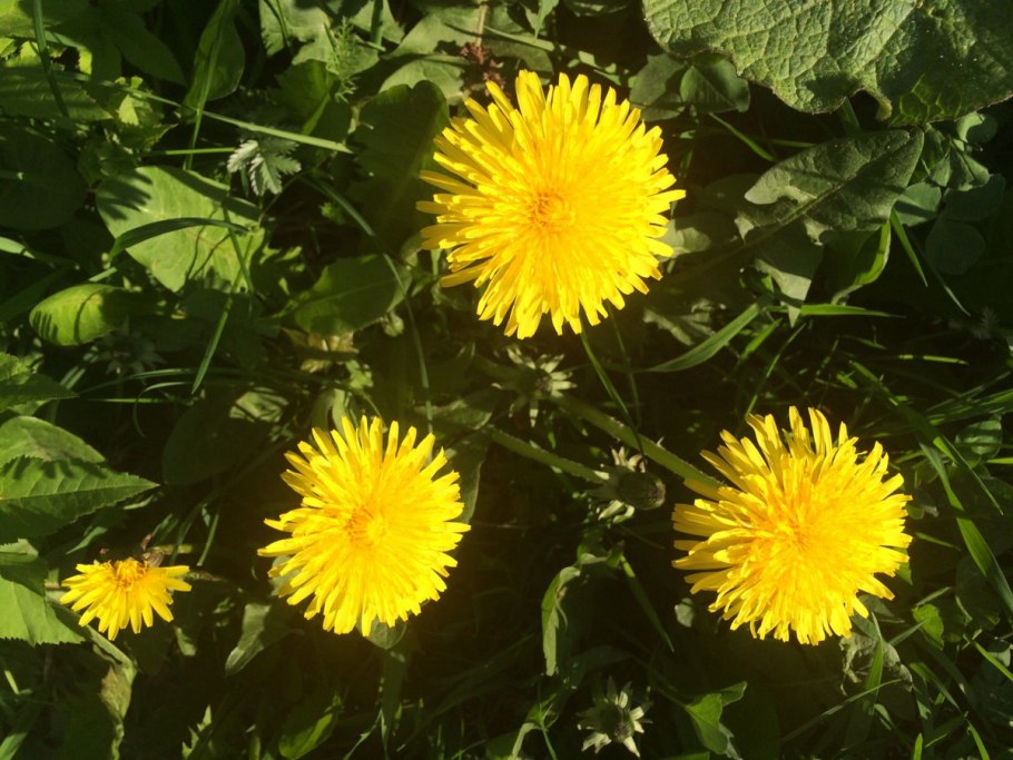 Taraxacum albidum