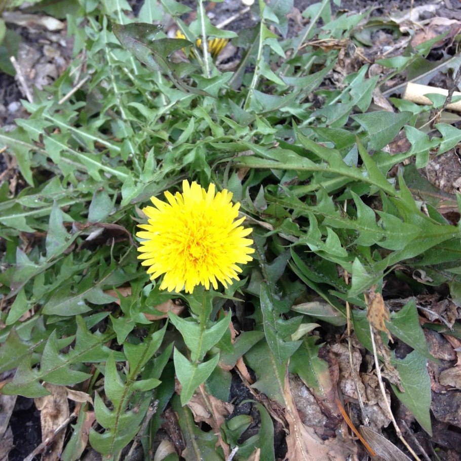 Одуванчик лекарственный- Taraxacum officinale web.