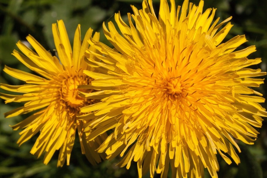 Сложноцветные одуванчик обыкновенный Taraxacum vulgaris