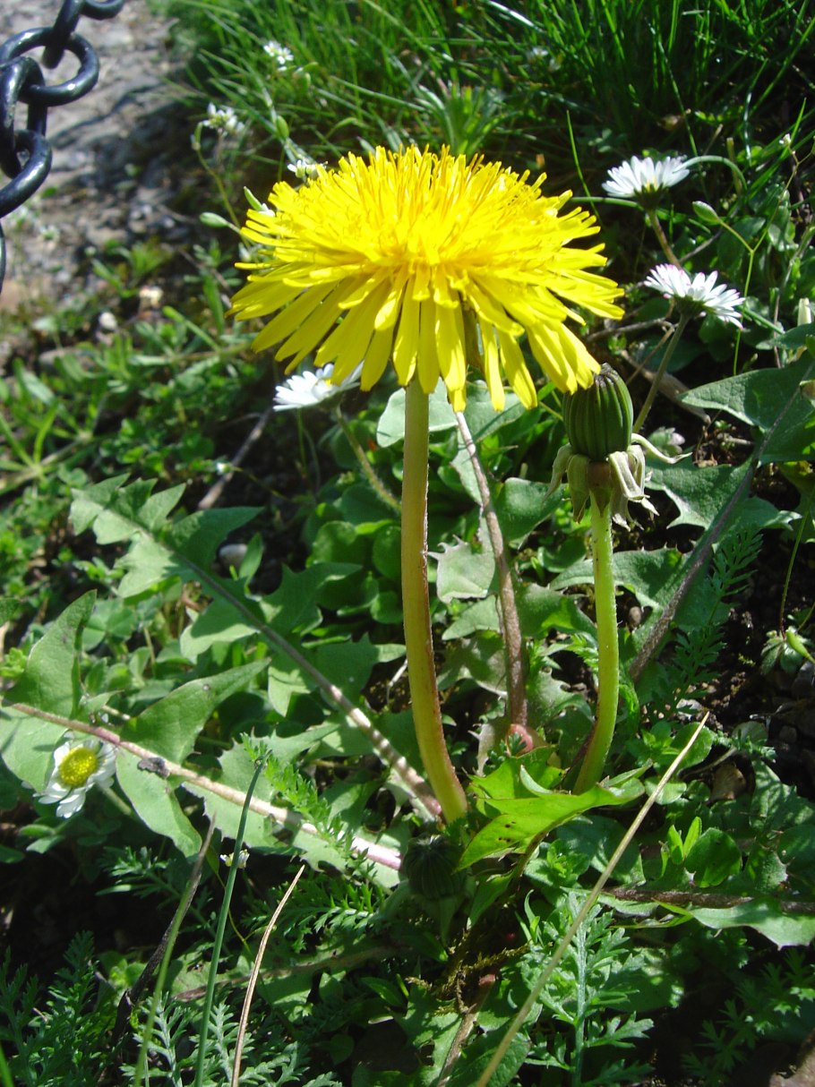 Taraxacum officinale Wigg.