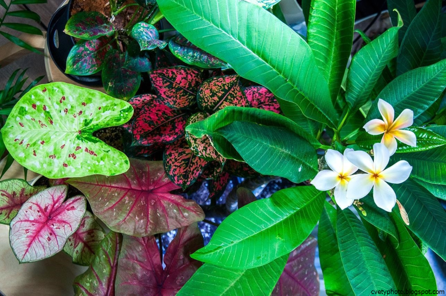 Монстера Делициоза