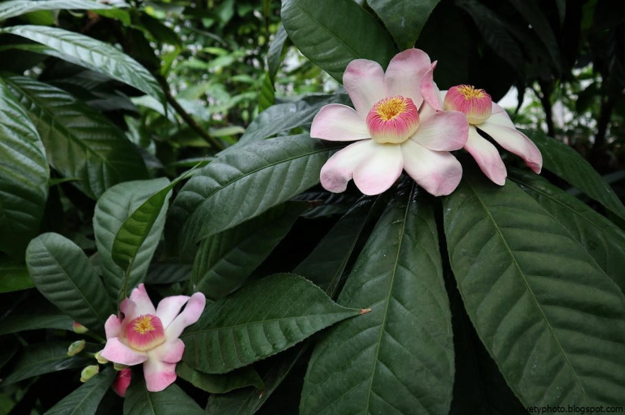 Горшечные растения