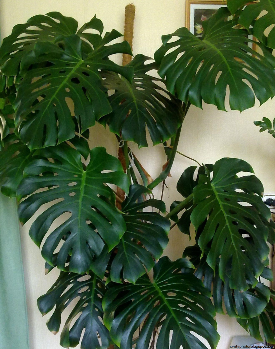 Алоказия цветок комнатный