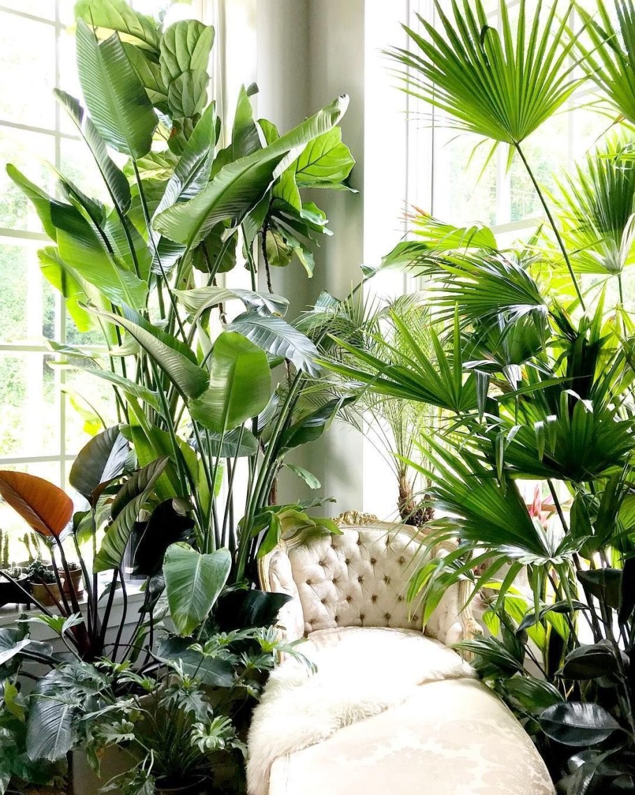 Монстера Делициоза