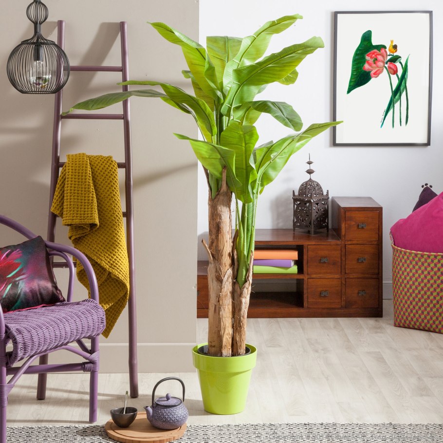 Areca Palm комнатное растение