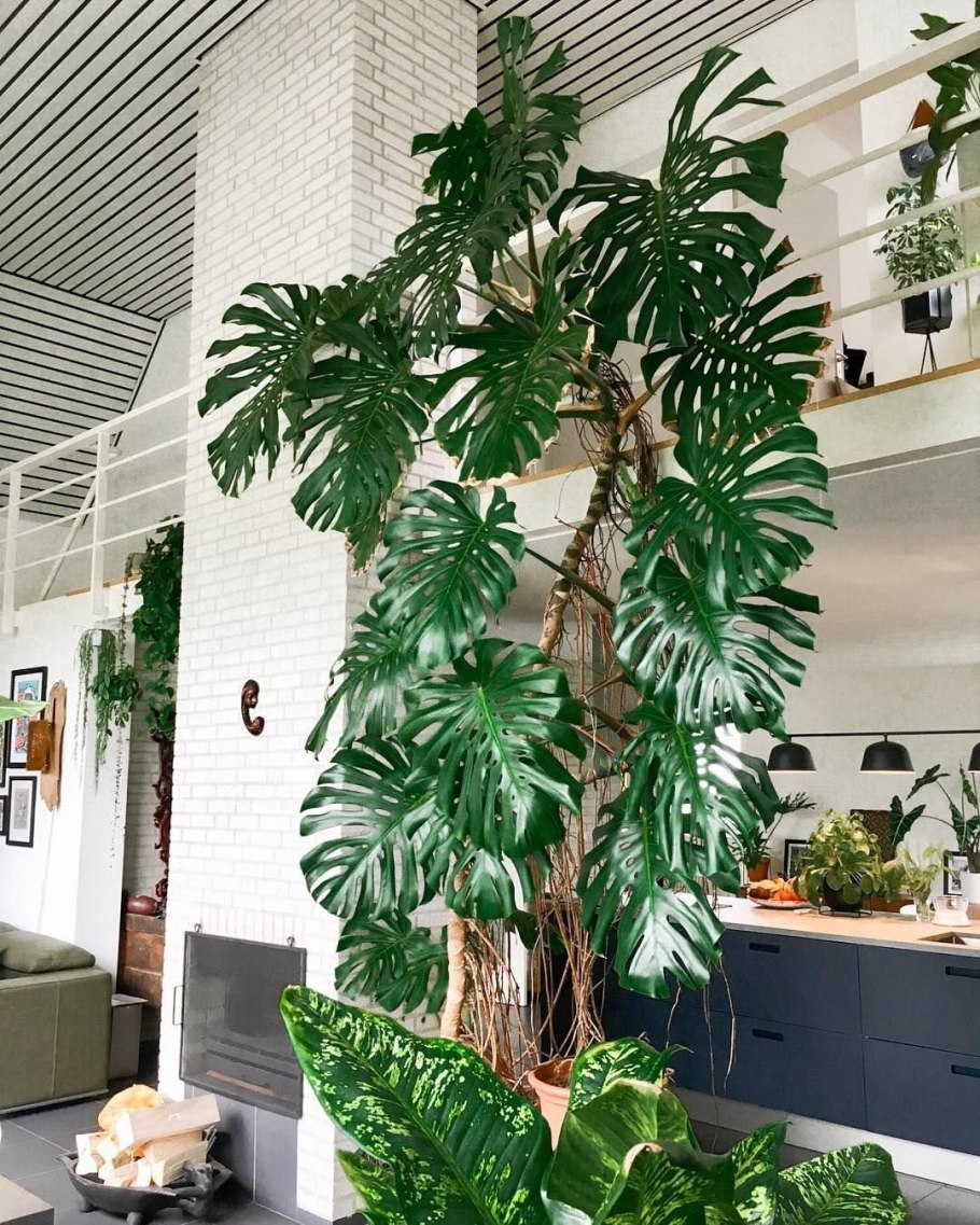 Монстера Плюмерия