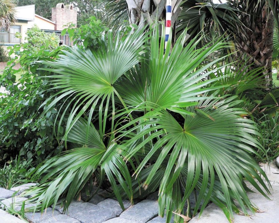 Домашнее растение