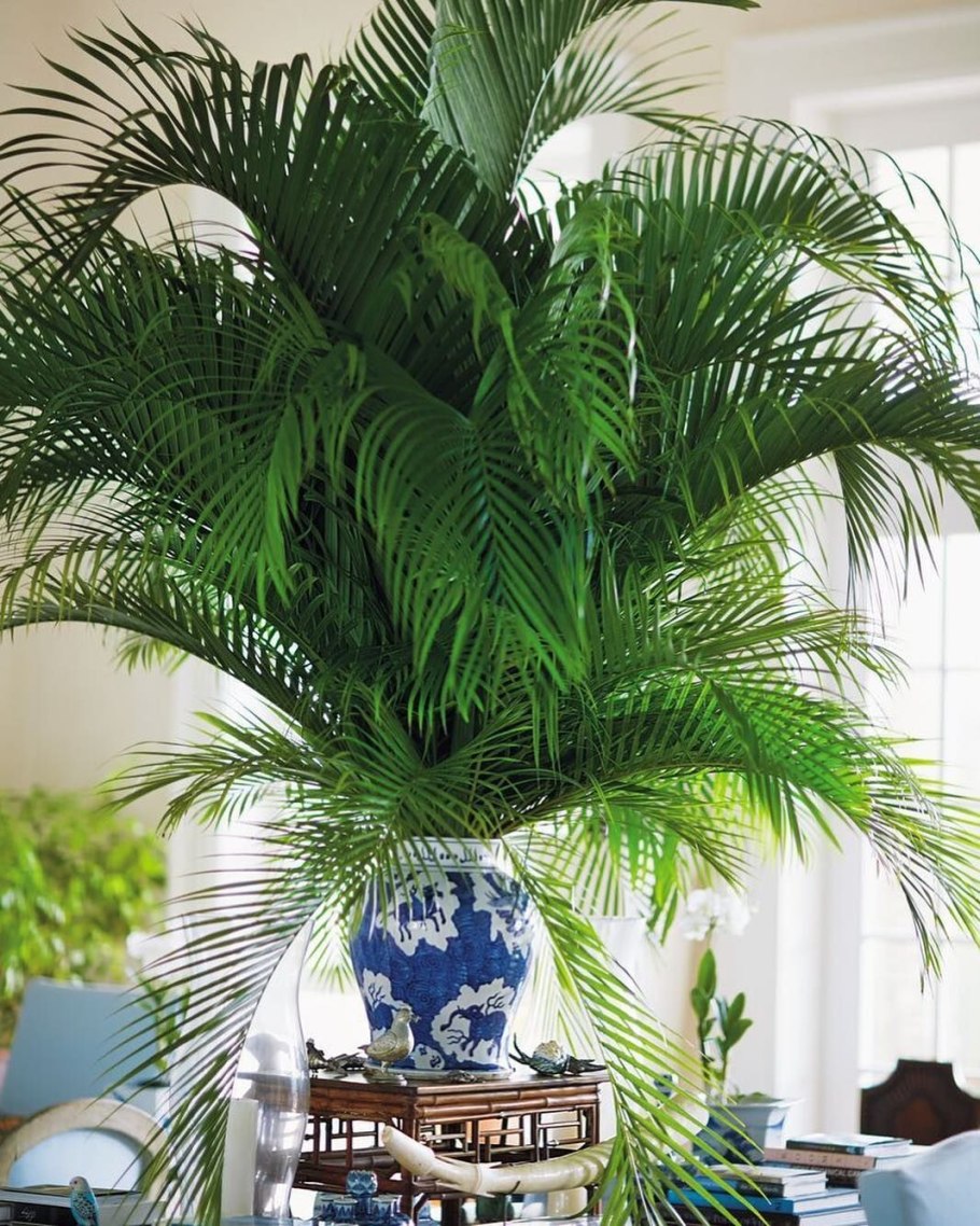 Ликуала колючая