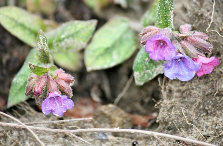 Медуница желтая
