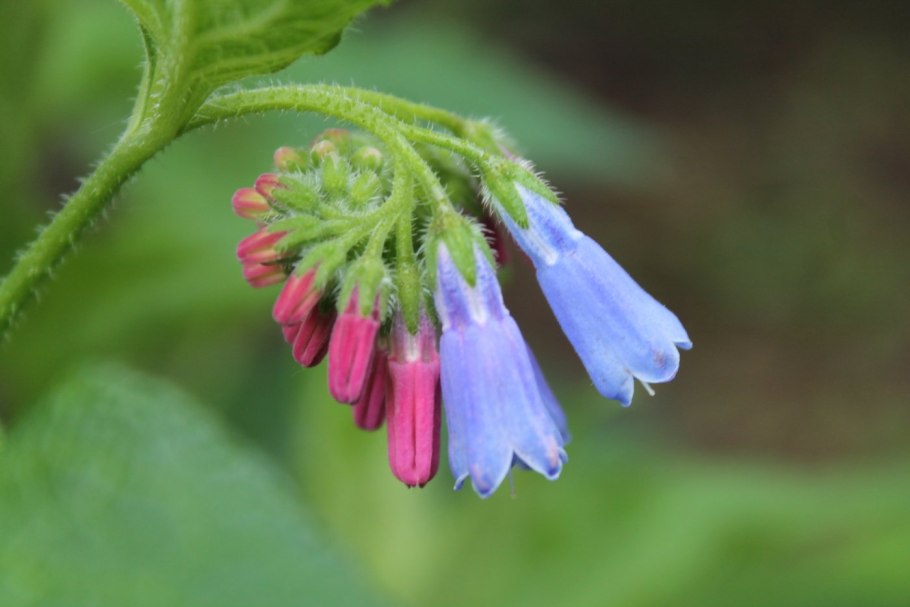 Медуница Ботаническая иллюстрация