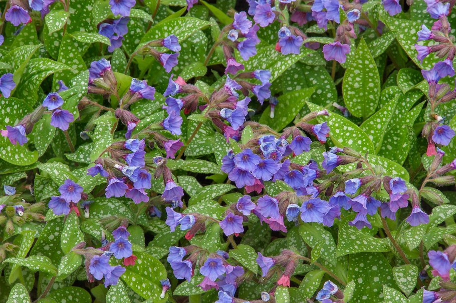 Медуница валовидная