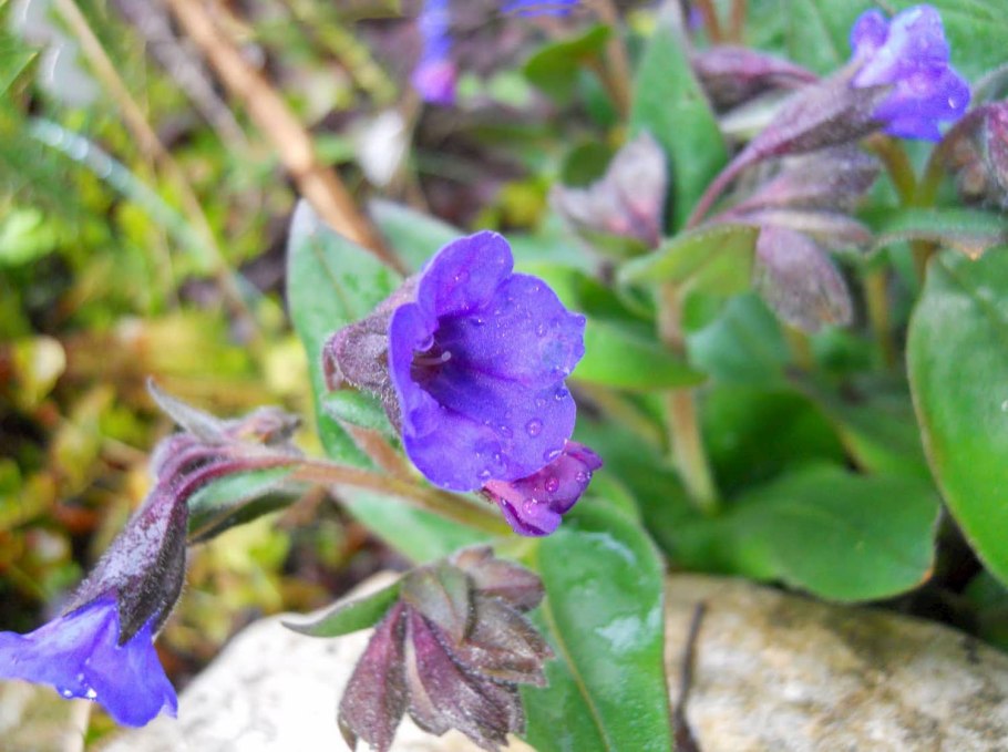 Медуница валовидная