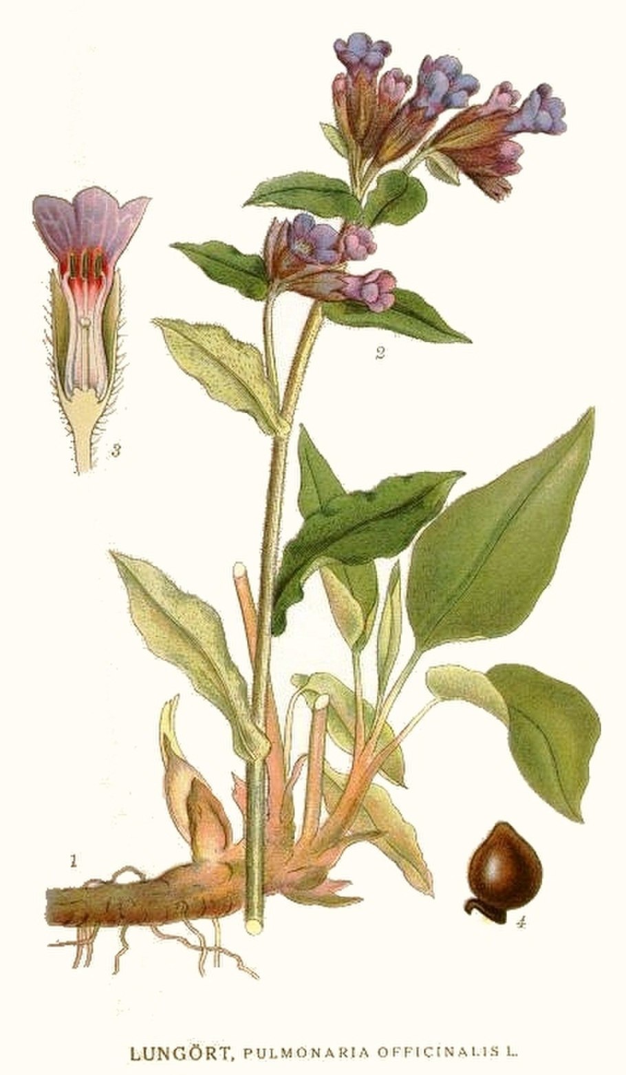 Медуница семена