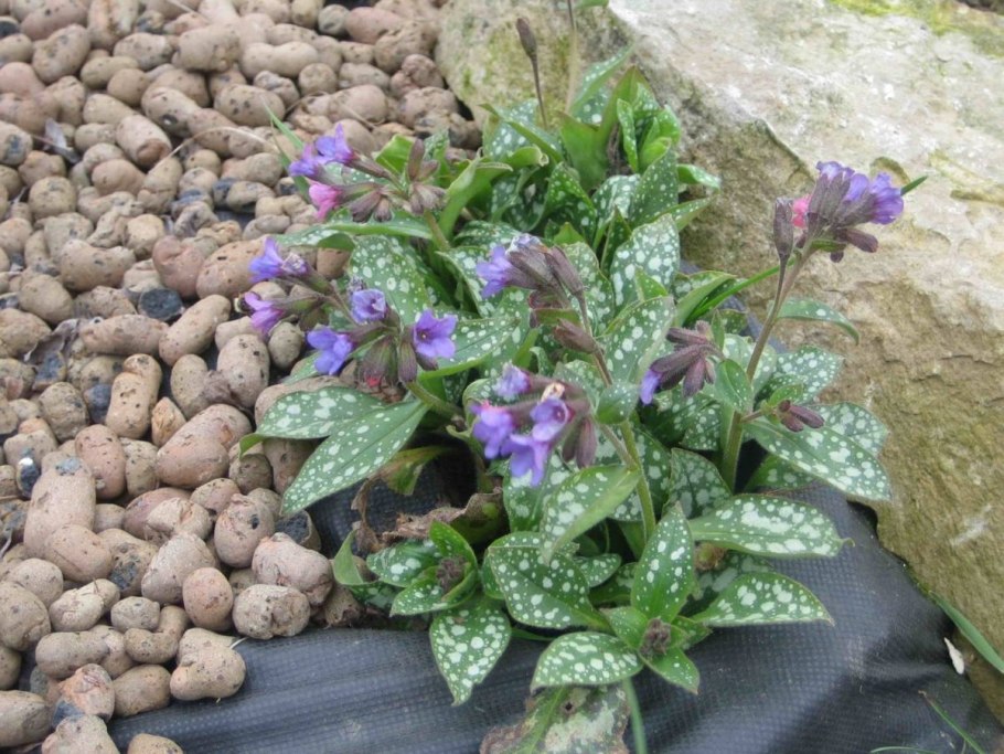 Медуница соцветие