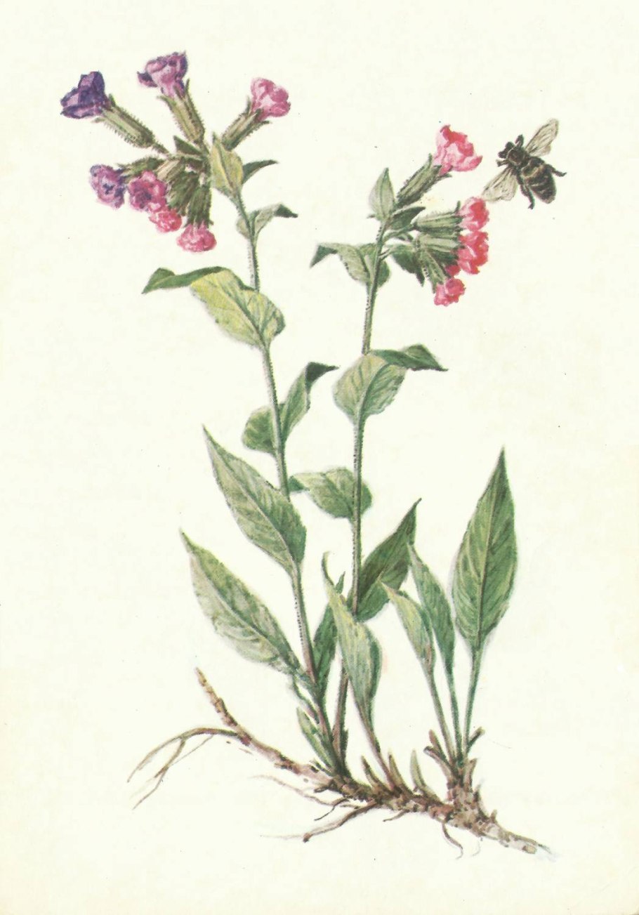 Цветок Медуница семена