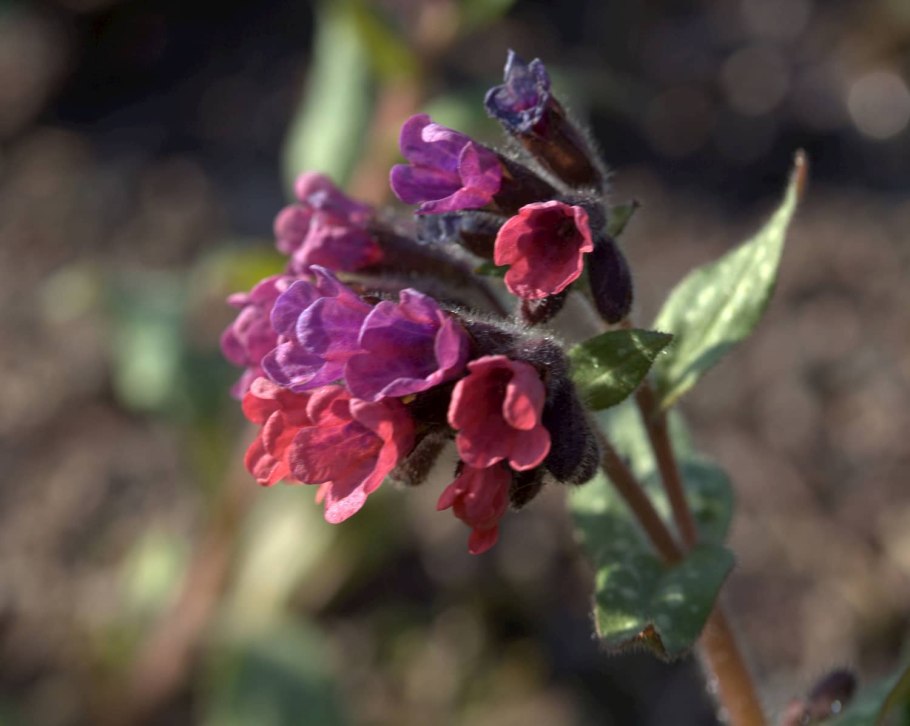 Медуница Сибирская
