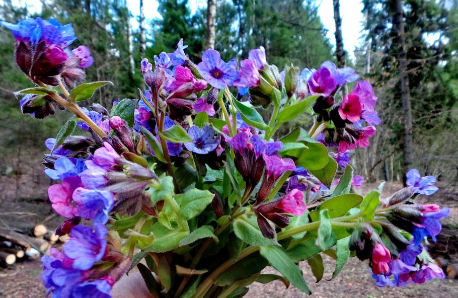 Медуница растение