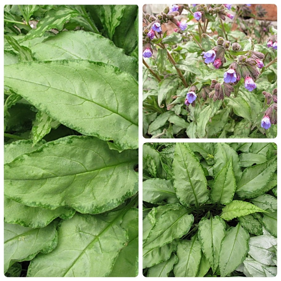 Медуница Пульмонария