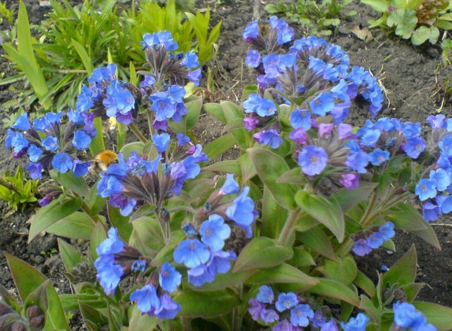 Медуница Лесная листья