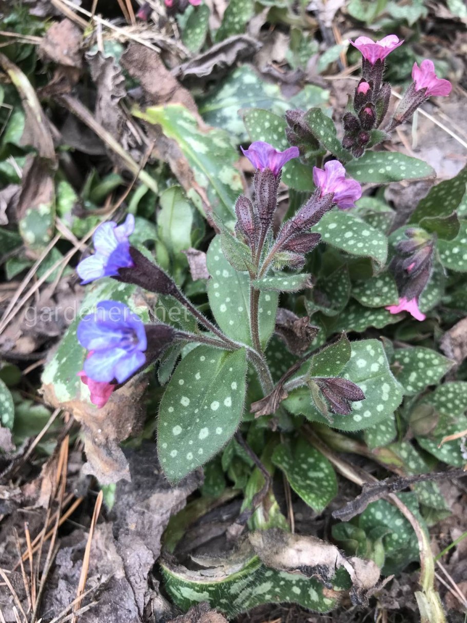 Медуница сахарная  Pulmonaria saccharata