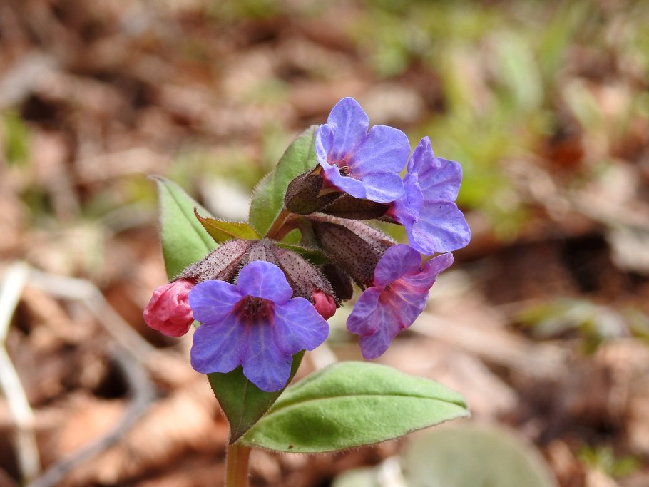Медуница Pulmonaria spot on