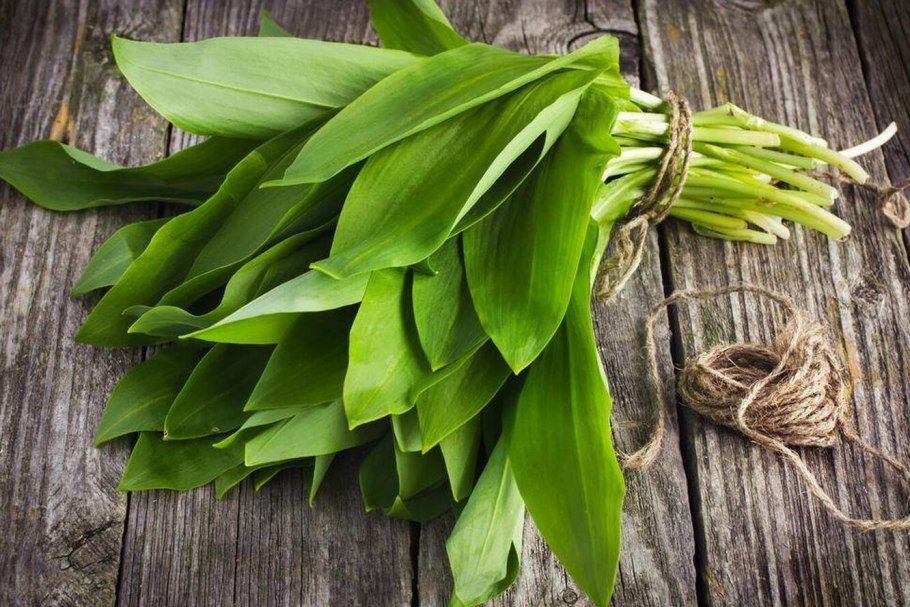 Черемша растение