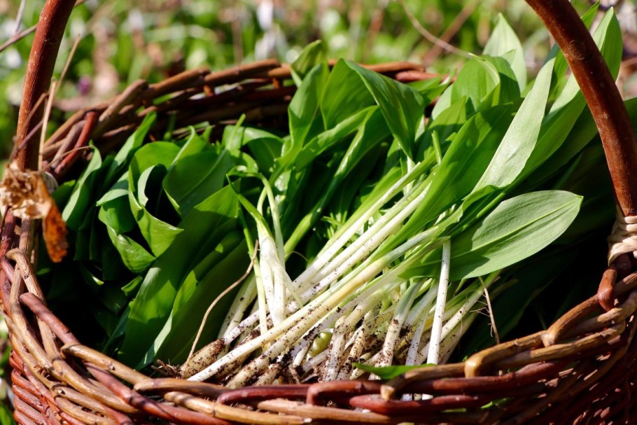 Медвежий чеснок черемша