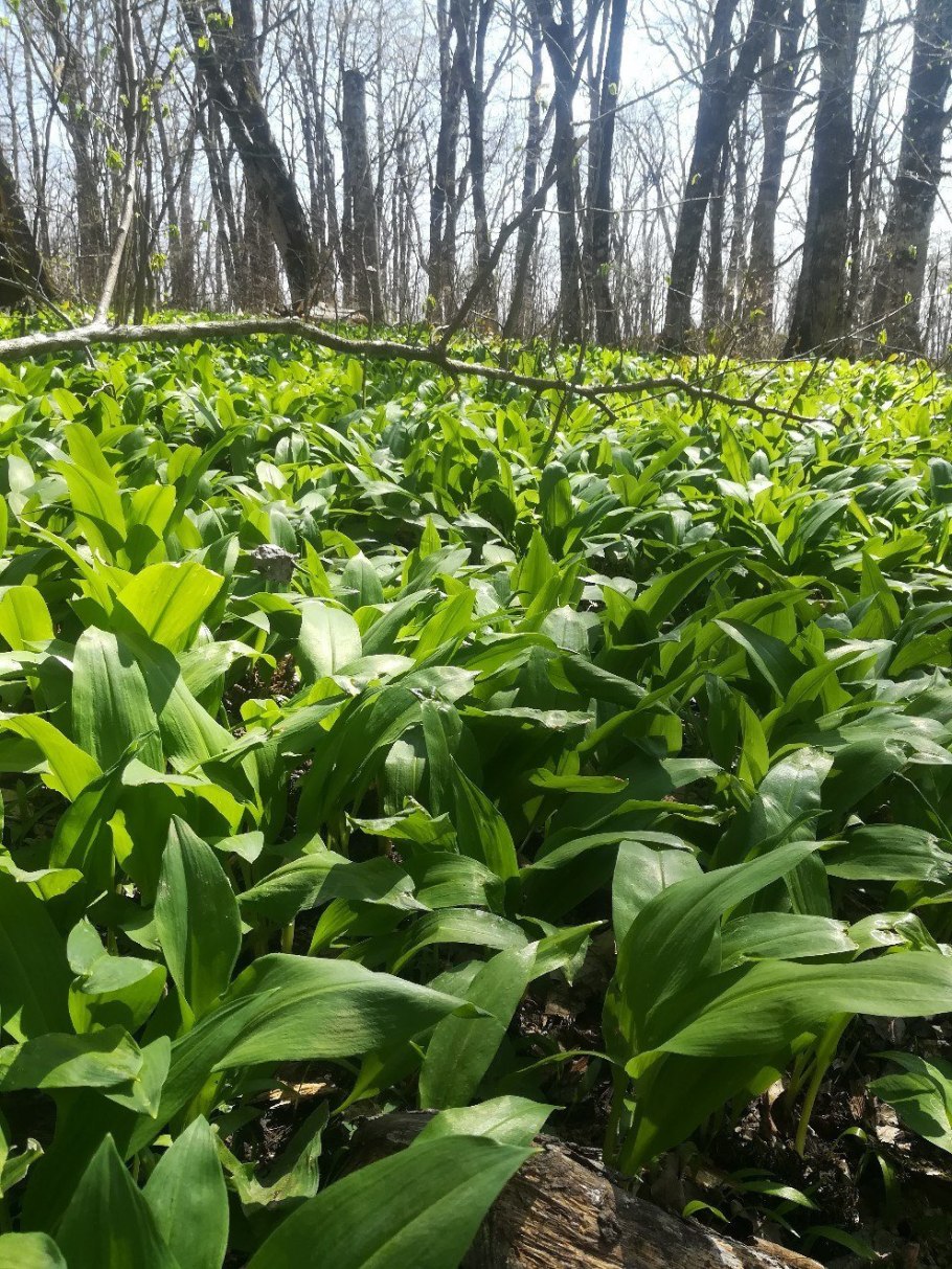 Черемша Сибирская