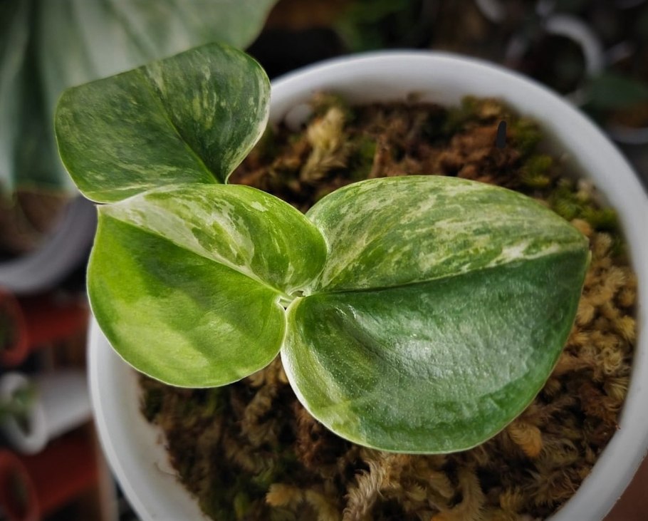 Сциндапсус экзотика Scindapsus pictus Exotica