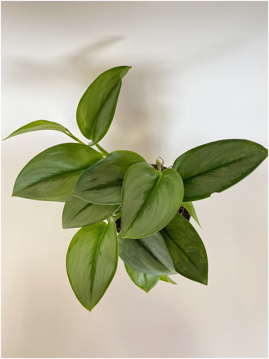 Scindapsus Treubii Dark form