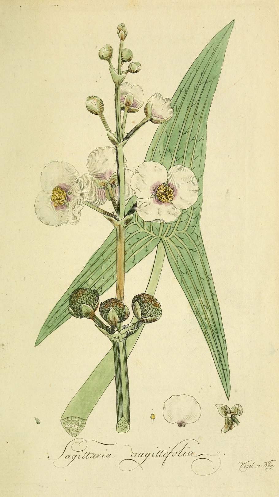 Стрелолист Sagittaria sagittifolia