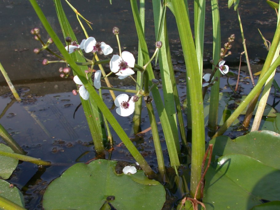 Стрелолист latifolia