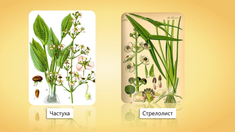 Частуха семя однодольное
