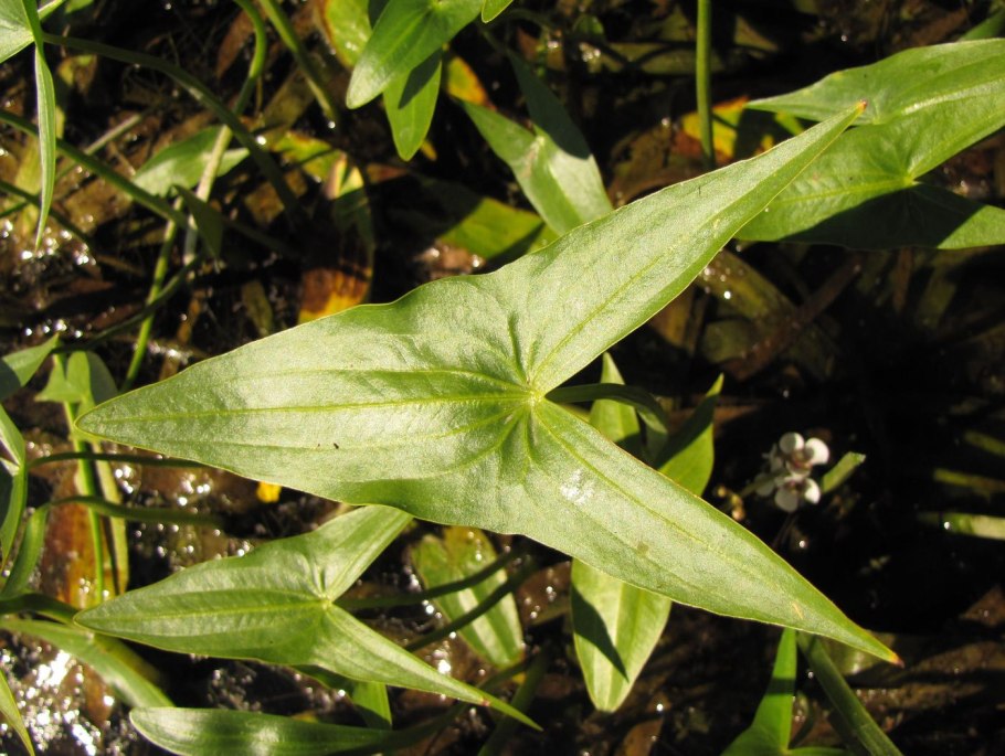 Стрелолист Sagittaria sagittifolia