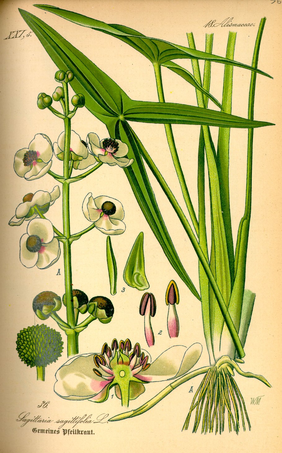 Стрелолист обыкновенный (Sagittaria sagittifolia)