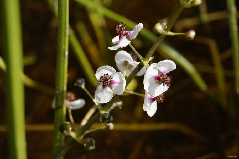 Лат. Sagittaria sagittifolia