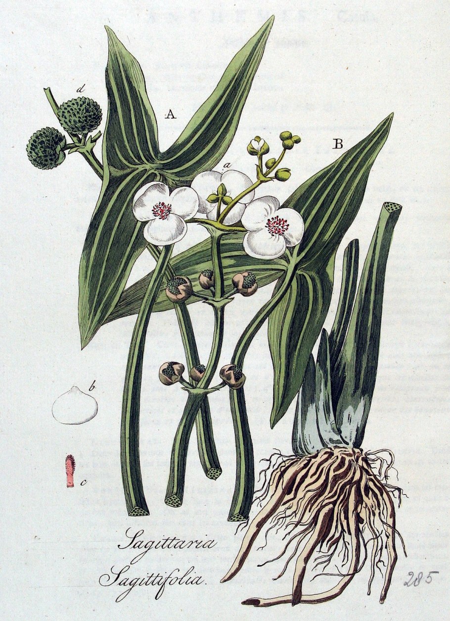 Sagittaria l. — стрелолист