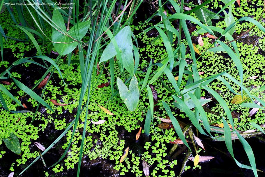 Гидрофиты стрелолист