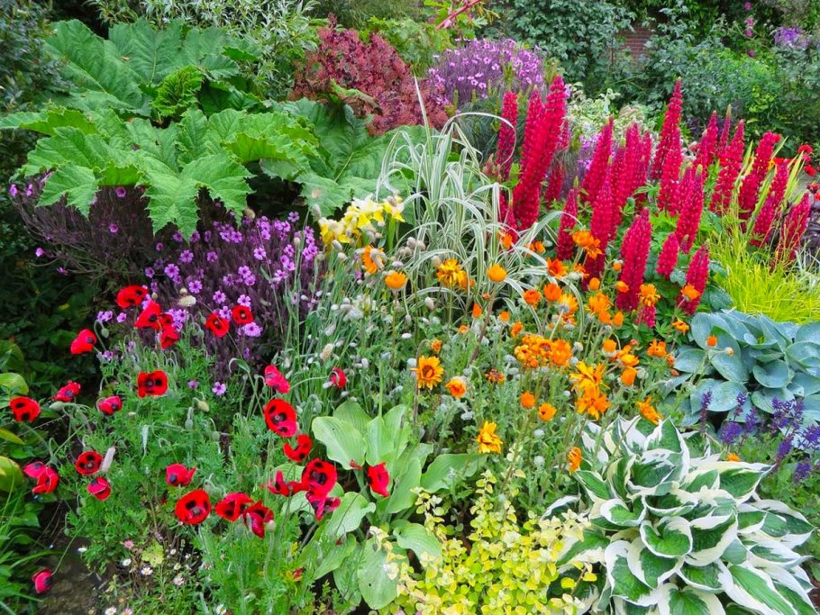 Мак многолетний Восточный компаньоны