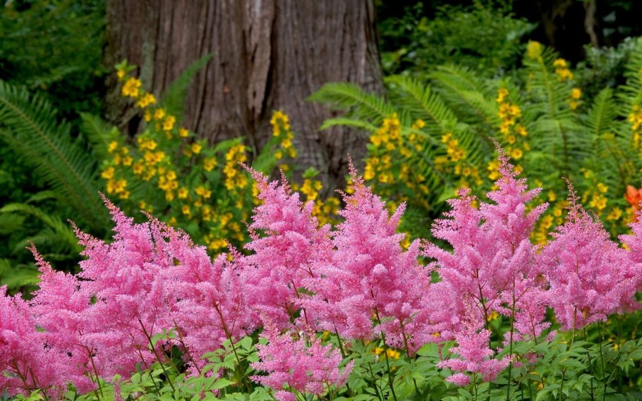 Астильба Арендса Диамант