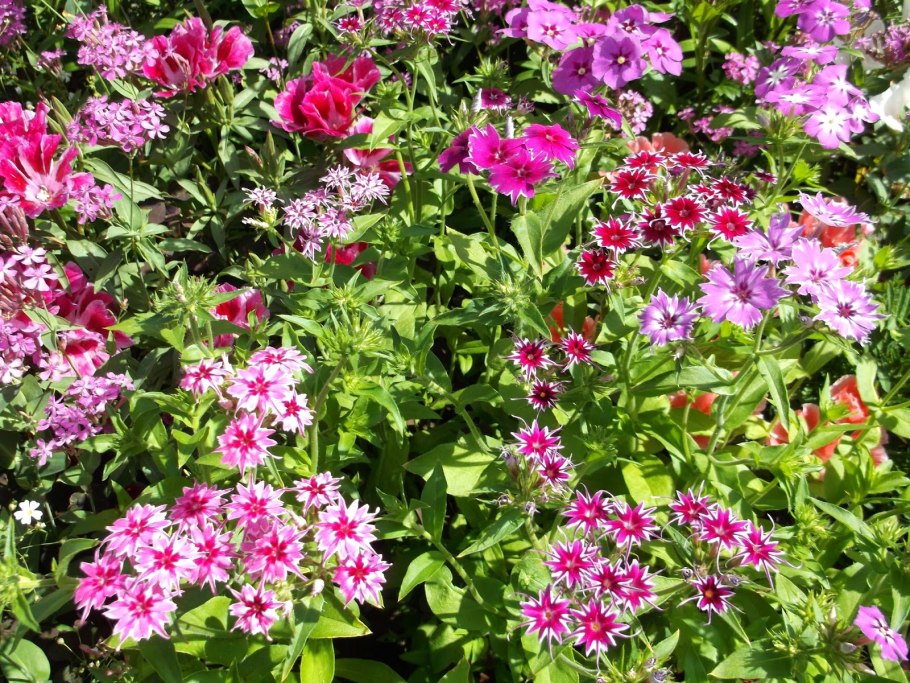 Флоксы цветущие в мае