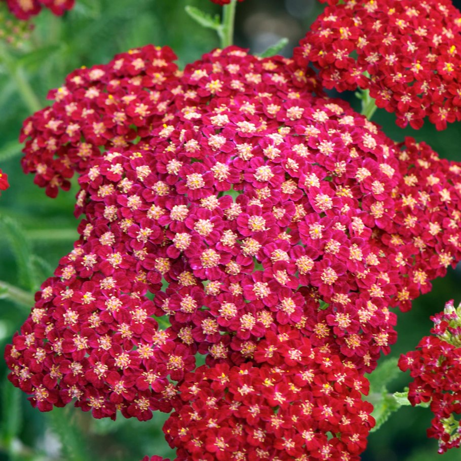 Тысячелистник Achillea 'Laura'